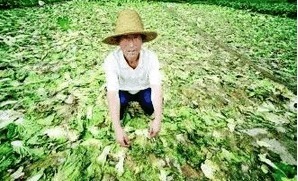 糧賤價(jià)穩(wěn)，肉禽低迷 農(nóng)民增收困境下的生活成本之困