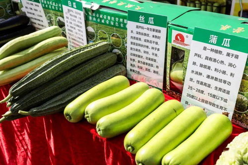 秋分時(shí)節(jié)慶豐收，佛山人的田園歡歌
